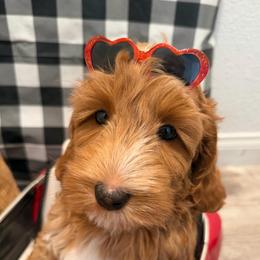 Colby - Red male Australian Labradoodle puppy in Orange, California from Little Kingdom Doodles