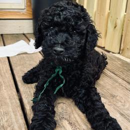 Dark green boy, Nyx - Black male Poodle puppy in Gainesville, Georgia from Rose’s Goldendoodles & Standard Poodles