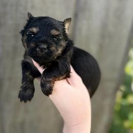 Little Miss Fancy - Black and tan female Yorkshire Terrier puppy in Hope, Indiana from DJ Yorkies
