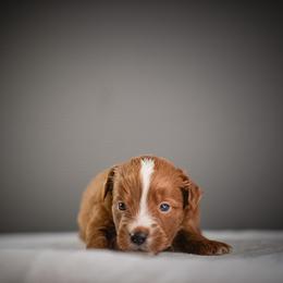 Lime - Red male Bernedoodle puppy in Caldwell, Idaho from Boise Doodle Co.
