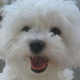 Bichon Frise Puppies from My Bliss Bichons