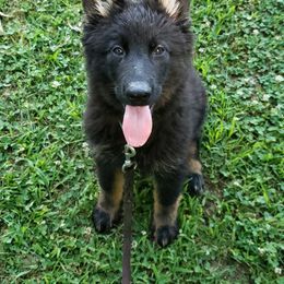 German Shepherd Puppies from Mengerhaus