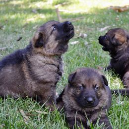 German Shepherd Puppies from Rodina Straze German Shepherds