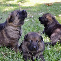 German Shepherd Puppies from Rodina Straze German Shepherds