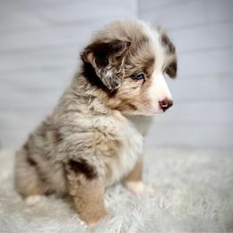 Max - Red merle male Miniature American Shepherd puppy in Ash Grove, Missouri from 3 Barrels Farms, LLC