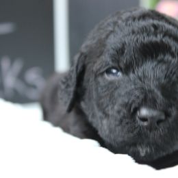 Labradoodle Puppies from Tiny Tally Tails