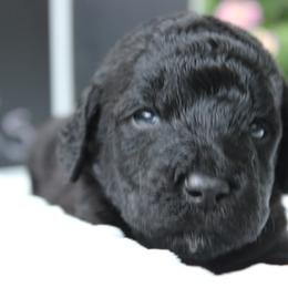 Labradoodle Puppies from Tiny Tally Tails