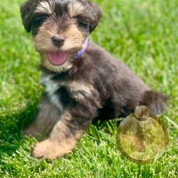Miniature Schnauzer Puppies from Crown Schnauzers KC