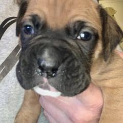 Boxer Puppies from Blueberry Hill Boxers