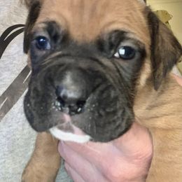 Boxer Puppies from Blueberry Hill Boxers
