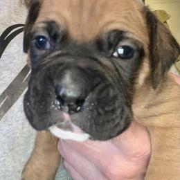 Boxer Puppies from Blueberry Hill Boxers