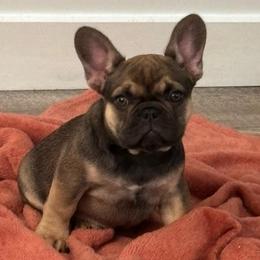 Coco - Fawn female French Bulldog puppy in South Bend, Indiana from Furever Faithful Frenchies LLC