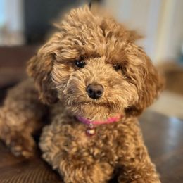 Cavapoos and Poodles from LOL Puppies