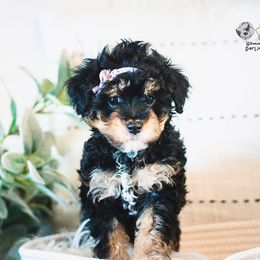 Bernedoodle and Goldendoodle Puppies from Hommel’s Mini Darling Doodles