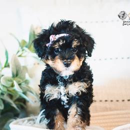 Bernedoodle and Goldendoodle Puppies from Hommel’s Mini Darling Doodles