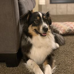 Indie - Australian Shepherd