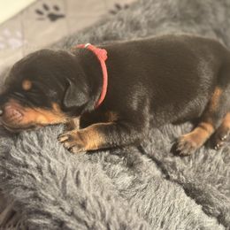 Dark Pink Collar female - Black and rust female Doberman Pinscher puppy in Fostoria, Michigan from Jensen Dobermans and Dachshunds