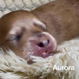 Aurora - Cream female Dachshund puppy in Jena, Louisiana from Amy’s Mini Doxies