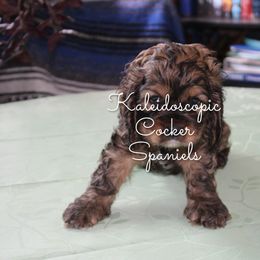 Cocker Spaniel Puppies from Kaleidoscopic Creations