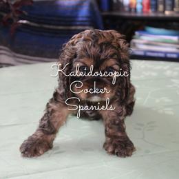 Cocker Spaniel Puppies from Kaleidoscopic Creations