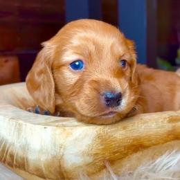 Beau - Red male Dachshund puppy in Washburn, Tennessee from Clinch Mountain Dachshunds