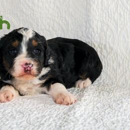 Grinch - Tri-color male Bernedoodle puppy in Gentry, Arkansas from WWBar Bernedoodles