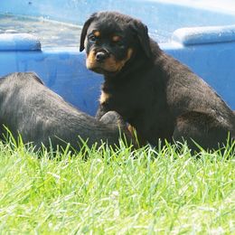 Rottweiler Puppies from Mountain High Kennels