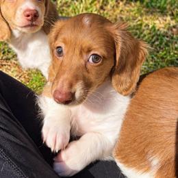 Tot - Dapple female Dachshund puppy in Benson, North Carolina from Queen of Weens Mini Dachshunds
