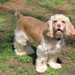 Hazel - Cocker Spaniel
