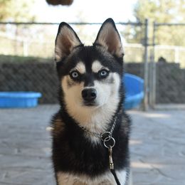 Ulysses - Alaskan Klee Kai
