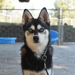 Ulysses - Alaskan Klee Kai