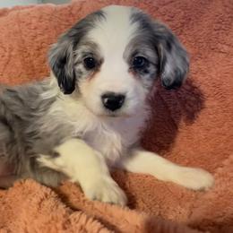 Aussiedoodle All Grown Up from Mini AussieDoodles on Meadow Lane