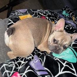 Massie - Fawn female French Bulldog puppy in Bakersfield, California from Dreaming of Dachshunds