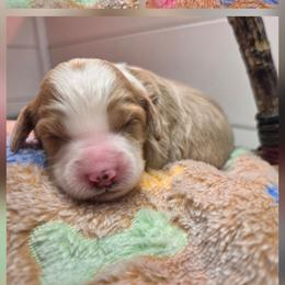 Kora - Red  female Goldendoodle puppy in Palestine, Texas from KK's Doodle Bunch