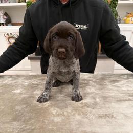 Girl 2 - Brown and gray female Wirehaired Pointing Griffon puppy in Shelley, Idaho from Western Gundogs
