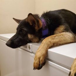 German Shepherd All Grown Up from Hundes Des Waldes Working dogs