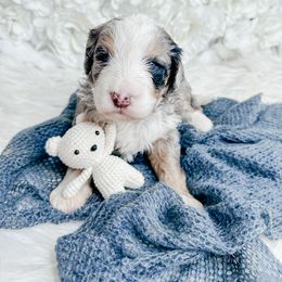 Bernedoodle, Cockapoo, and Goldendoodle Puppies from Danie’s Darling Doodles LLC