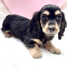 Girl 3 - Black and cream female Dachshund puppy in Santee, California from Miniweeniedoxies