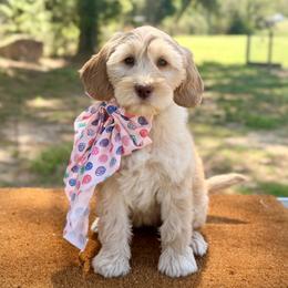 Poppy - Caramel female Australian Labradoodle puppy in Hartshorne, Oklahoma from Jena Edmond