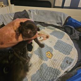 Cinnamon - Liver and white female Shih Tzu puppy in Cook County, Illinois from My Tzu Crew