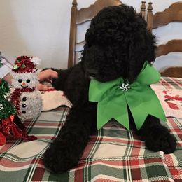 Drak - Black male Poodle puppy in Calvert City, Kentucky from Pawpaws Doodles