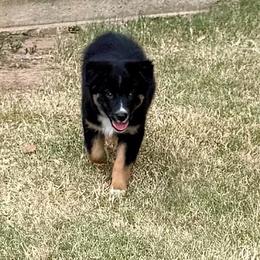 Scarlet-Chocolate - Black tri-color female Australian Shepherd puppy in Mount Vernon, Texas from RJ's Aussie Posse
