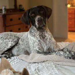 Paisley - German Shorthaired Pointer