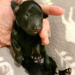 Blue Collar Boy - Black male Dachshund puppy in Waynesboro, Tennessee from Owl Hollow Farm Miniature Dachshunds