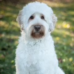 Creed - Australian Labradoodle