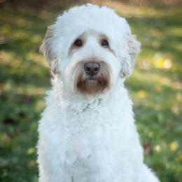 Creed - Australian Labradoodle