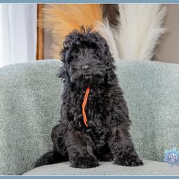 Major - Black male Cockapoo puppy in Connersville, Indiana from Deaz Doodle Ranch
