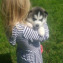 Siberian Husky Puppies from Trish's Siberians