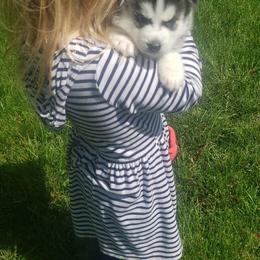 Siberian Husky Puppies from Trish's Siberians