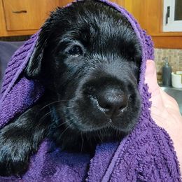 Labrador Retrievers from Willow Brook Kennel